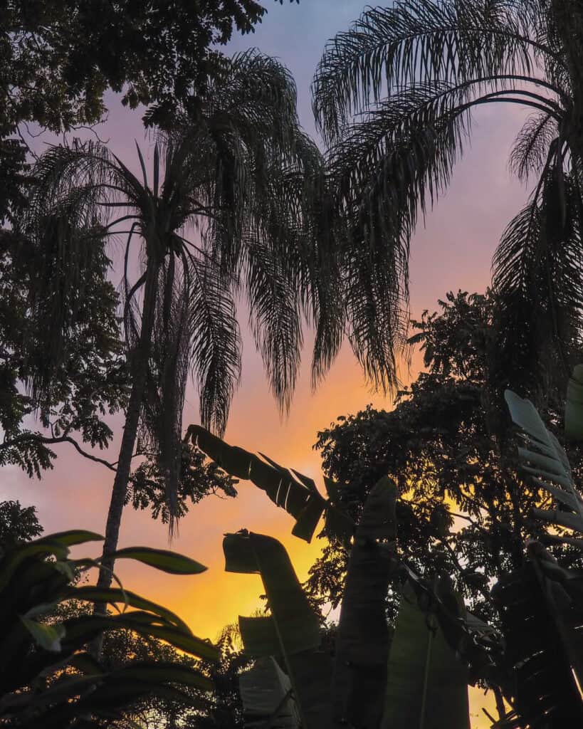 Brazil Jungle Trek: Ilha Grande 7