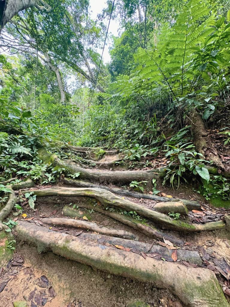 Brazil Jungle Trek: Ilha Grande 8