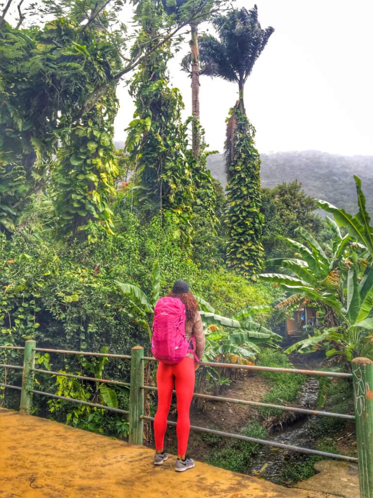 Brazil Jungle Trek: Ilha Grande 3