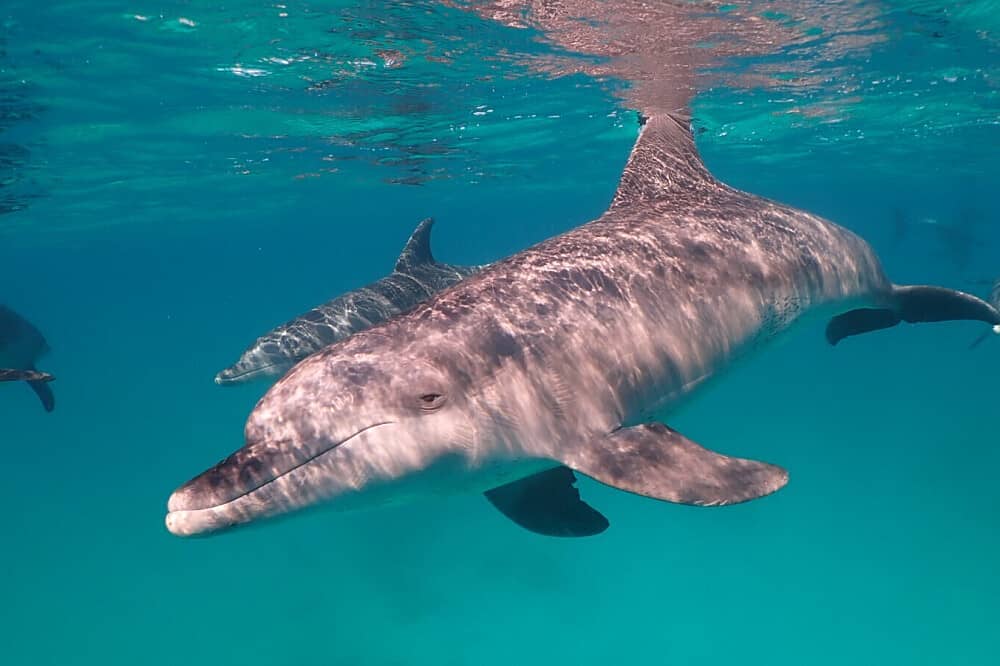 8 Day Sacred Dolphin Journey on a Private Yacht in Egypt