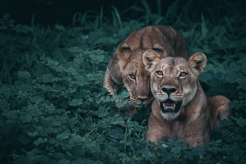 8 Day Yoga & Safari Retreat in Botswana