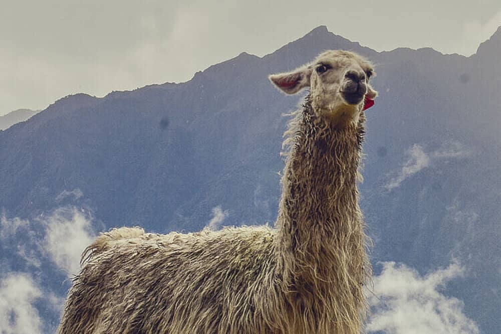 4 Day Llama Retreat Trek To Machu Picchu, Peru