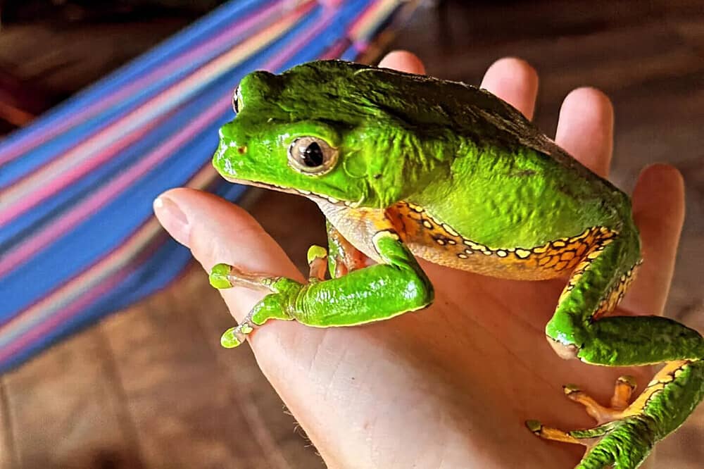 7 Day Kambo Practitioner Training Course in Iquitos, Peru