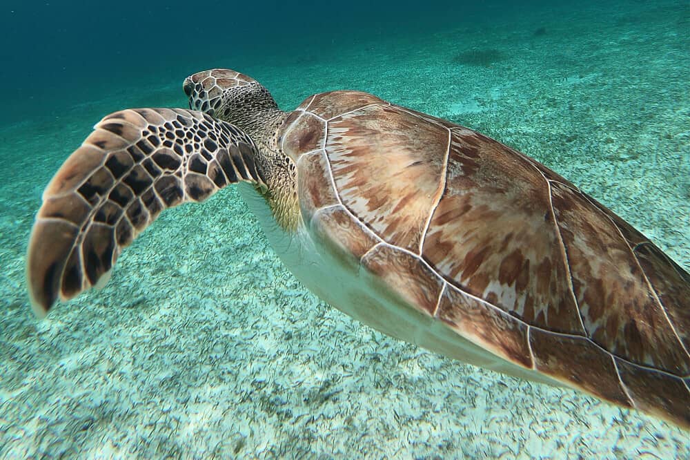 6 Day Exclusive Yoga & Scubadiving Retreat in Cozumel, Mexico