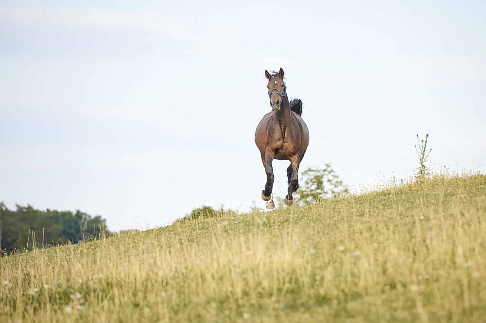 3 Day Horse Therapy Weekend in Czechia