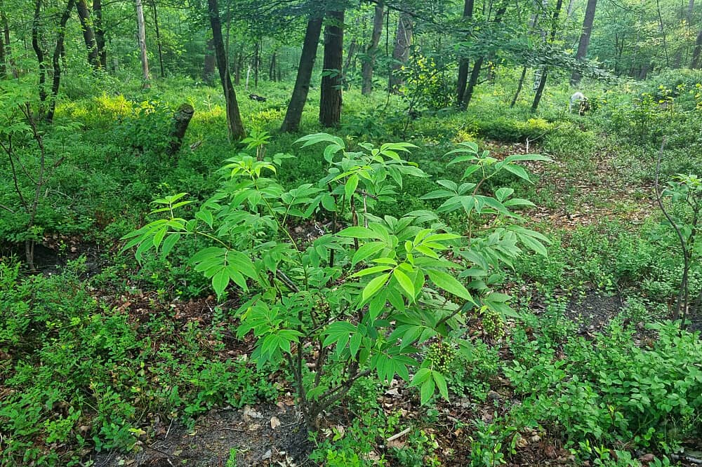 3 Day Tangerine Retreat: Legal Psilocybin Retreat in Netherlands