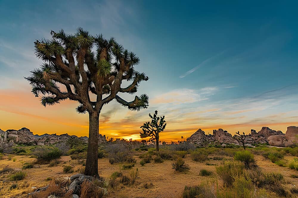 5 Day Divine Communion With Grandmother, Joshua Tree, CA, US