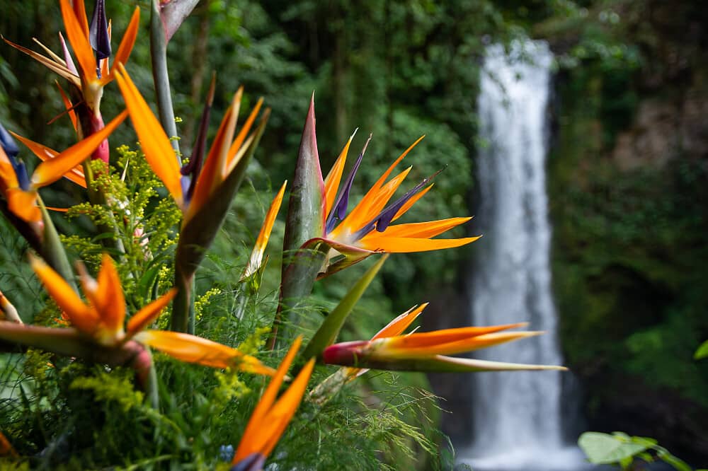 4 Day 1:1 Nervous System Reset in Nosara, Costa Rica