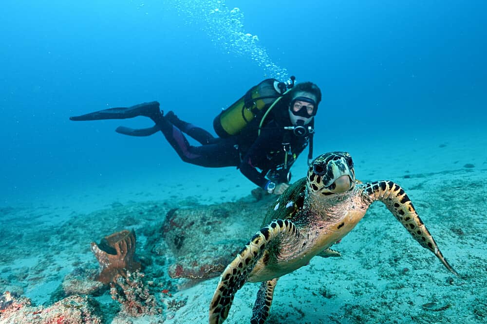 5 Day Mozambique Ocean Retreat: Dive, Research, Meditate