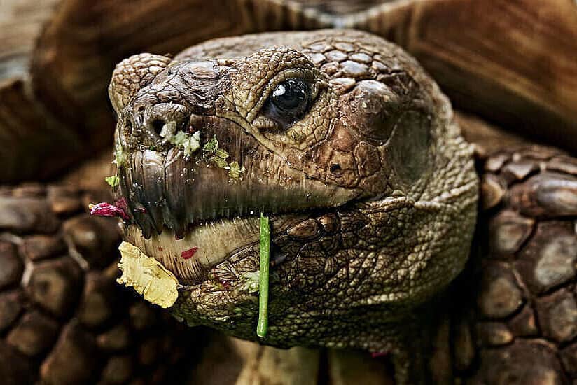 11 Day Yoga with Tortoises in Magical Ethiopia 3