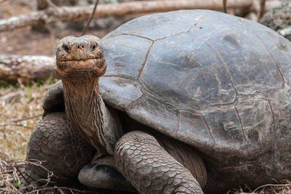 11 Day Yoga with Tortoises in Magical Ethiopia 7