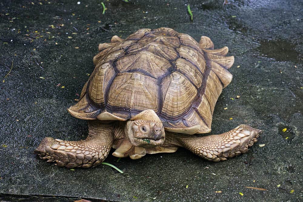 11 Day Yoga with Tortoises in Magical Ethiopia 1