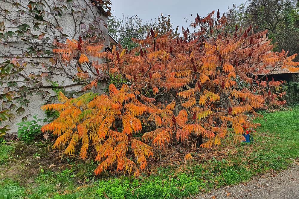 8 Day Fasting for Total Recharge in a Nature Reserve in Hungary 4