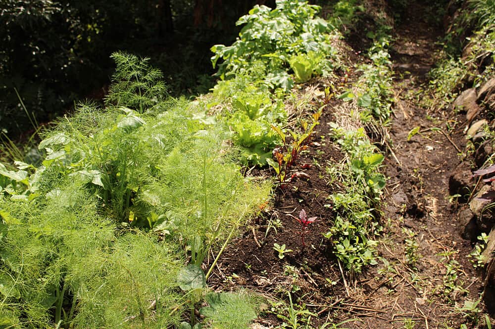 30 Day Connect With Earth: Permaculture Retreat in Costa Rica 6