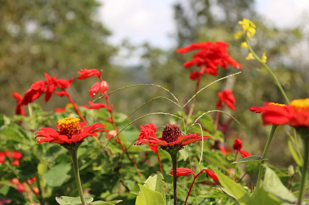 30 Day Connect With Earth: Permaculture Retreat in Costa Rica 1