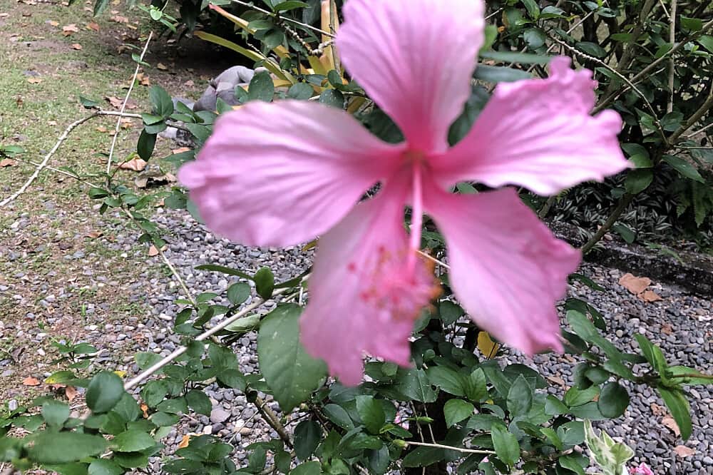 7 Day Rest, Recharge & Revitalize Private Retreat in Costa Rica 8