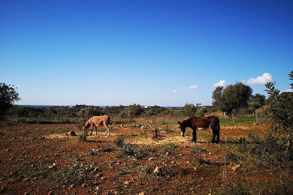 31 Day Healing, Reconnection & Self-Discovery Retreat in Portugal 3