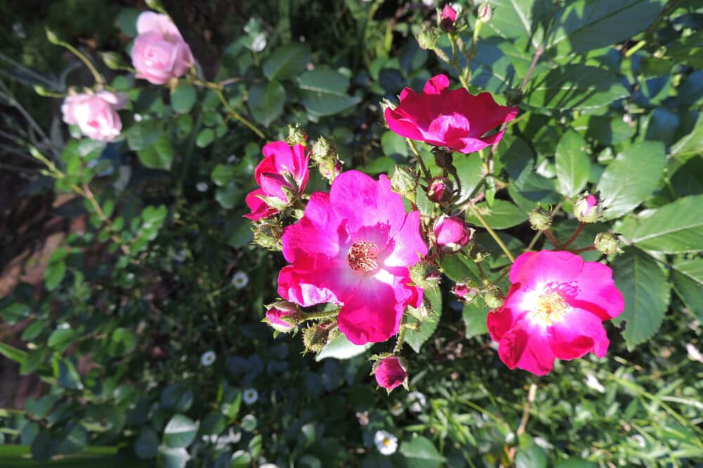 7 Day Adrenal Burnout Retreat in Greyton, South Africa 5