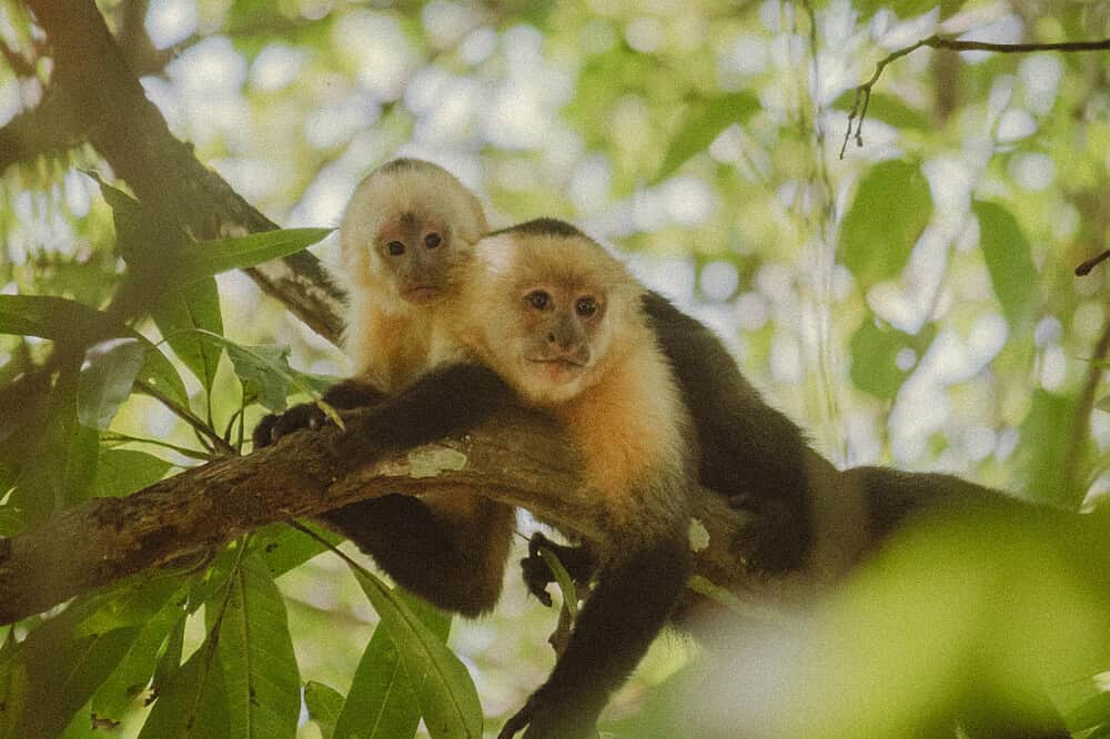 7 Day 'Vibe Higher" Adventurous Yoga Retreat, Costa Rica 7