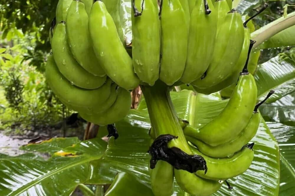 7 Day Heal Your Body Retreat in El Nido, Philippines 8