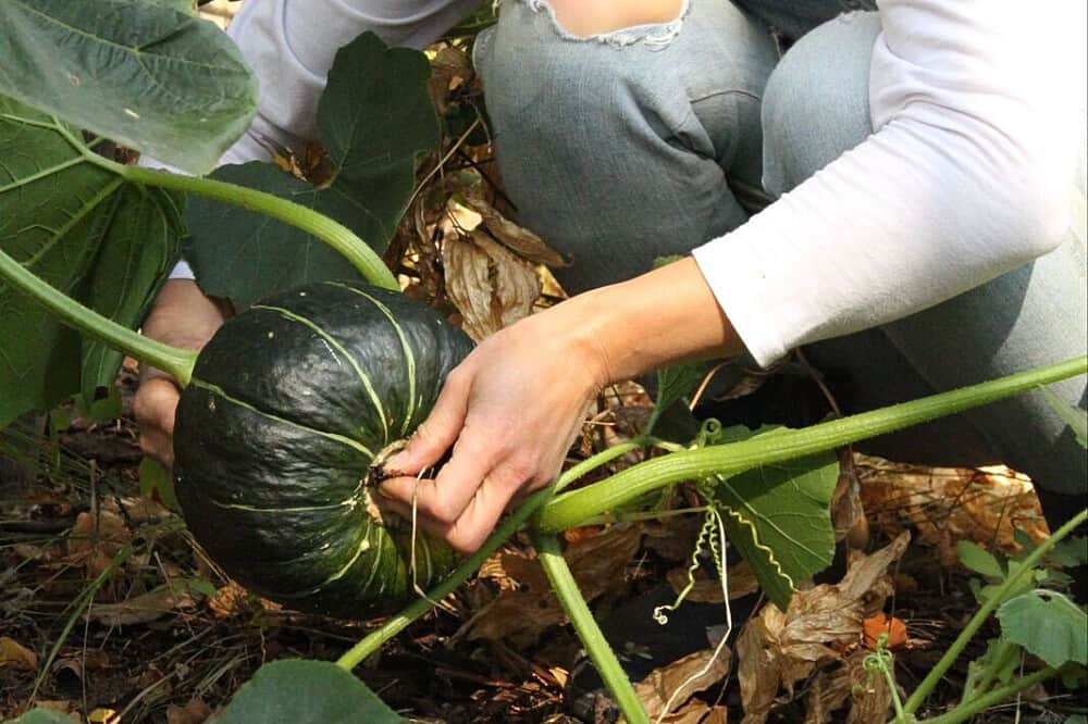 4 Day Rooted In Nature Retreat Retreat in BC, Canada 2