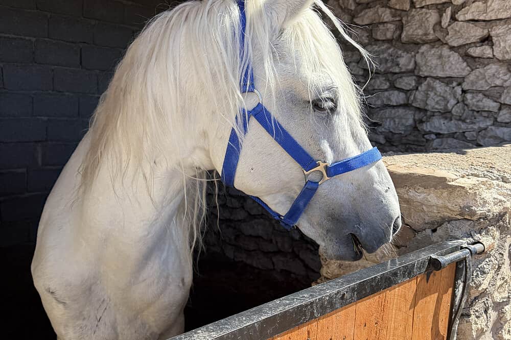 3 Day Photography & Riding Retreat in Marrakesh-Safi, Morocco 6