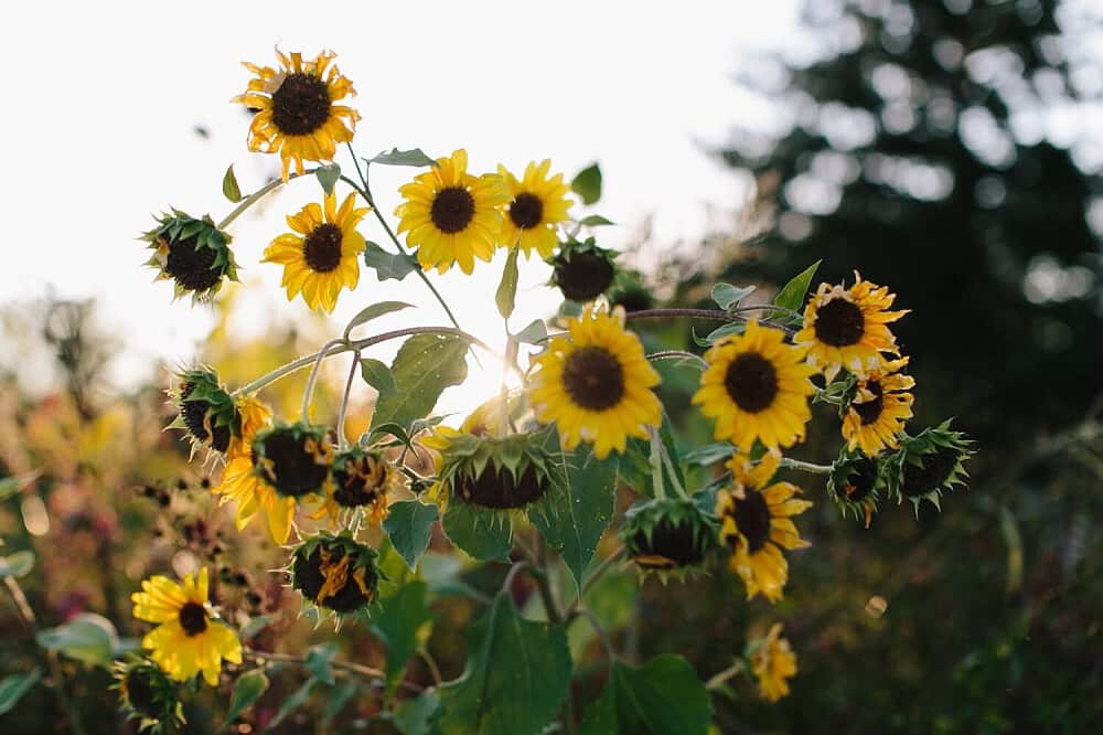 3 Day Sacred Bee Medicine Retreat in Colorado, US 7