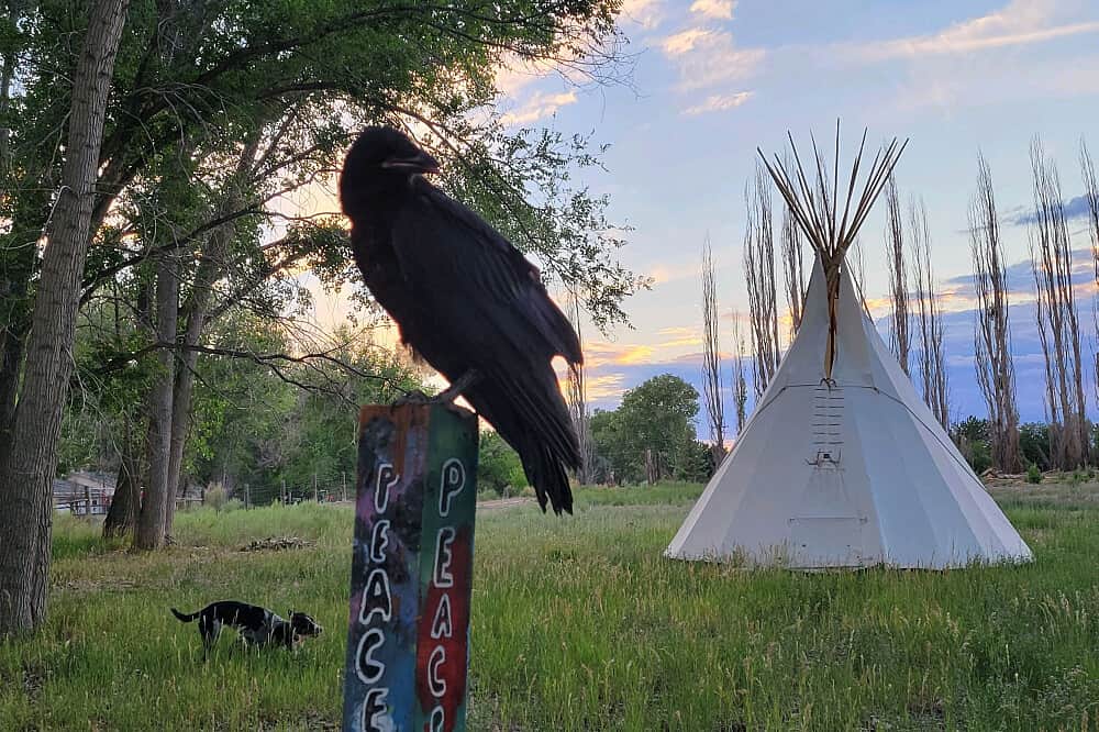 3 Day Sacred Bee Medicine Retreat in Colorado, US 8