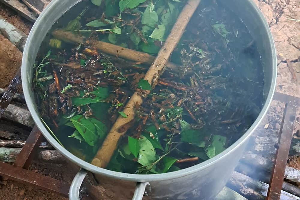 8 Day Transformative Healing Ayahuasca Retreat in Iquitos, Peru 6