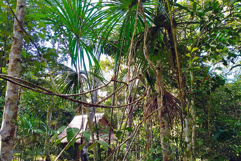 14 Day Ayahuasca Retreat with Individual Guidance, Iquitos, Peru 8