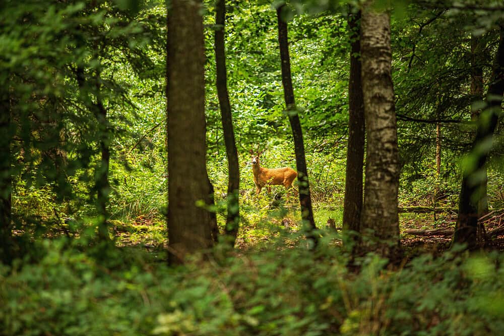 4 Day Nervous System Reset Coaching & Yoga w/Therapist, UK 3