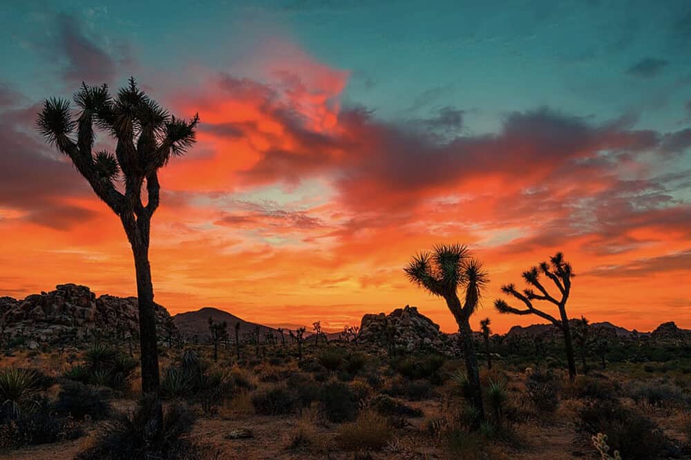 3 Day Body Betrayal to Wisdom Private Retreat, Joshua Tree, CA 2
