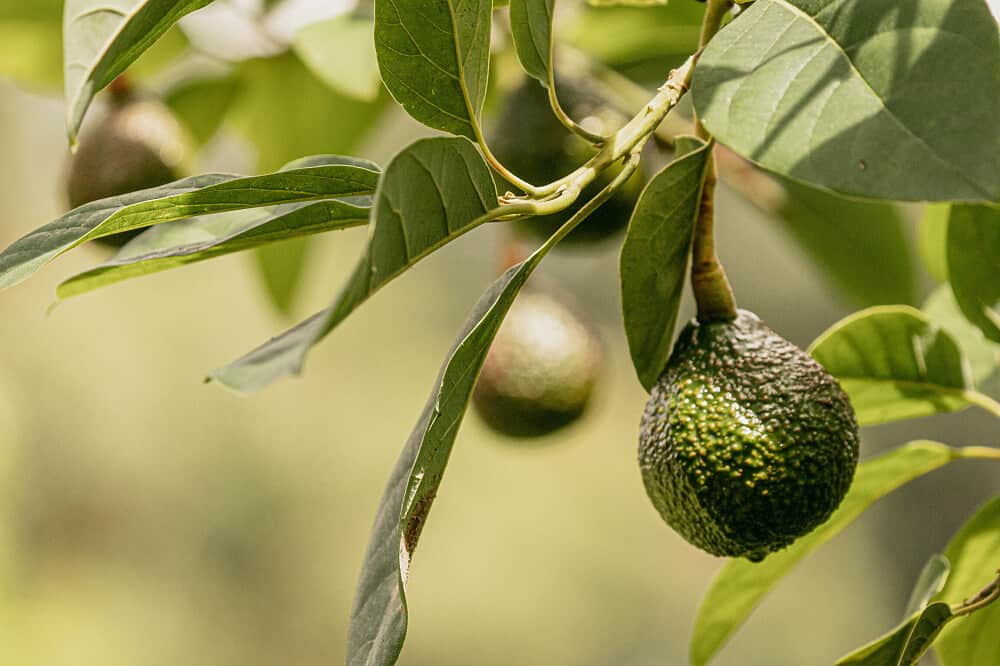 90 Day Solar Residency & Community Immersion in Hawaii 4