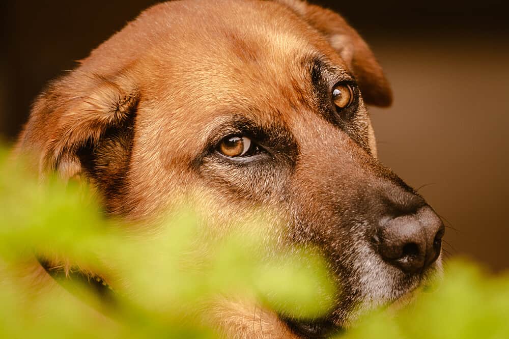 90 Day Solar Residency & Community Immersion in Hawaii 6