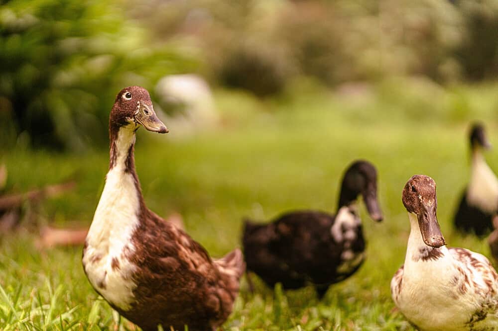 90 Day Solar Residency & Community Immersion in Hawaii 7