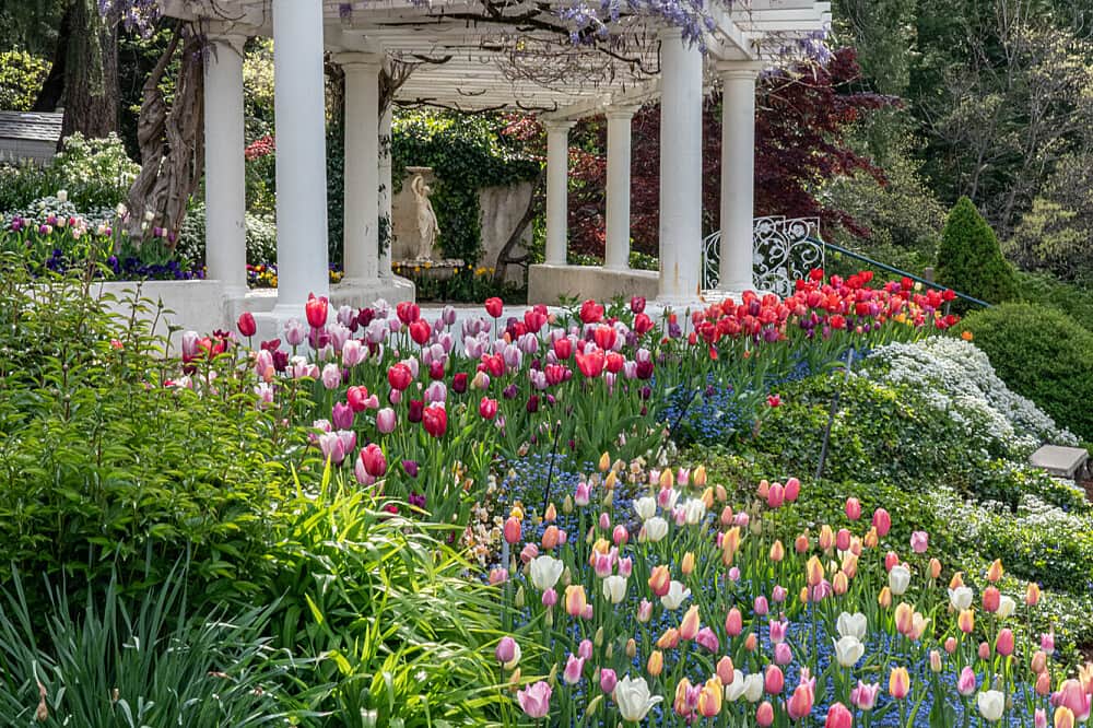 3 Day Retreat: A Magical Tulip Experience in Northern CA, USA 3