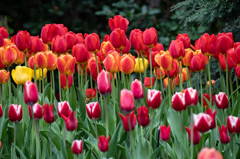 3 Day Retreat: A Magical Tulip Experience in Northern CA, USA 2