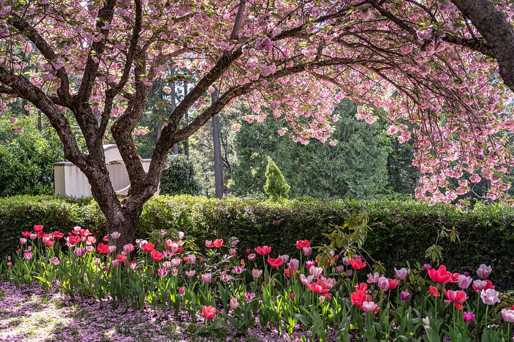 3 Day Retreat: A Magical Tulip Experience in Northern CA, USA 4