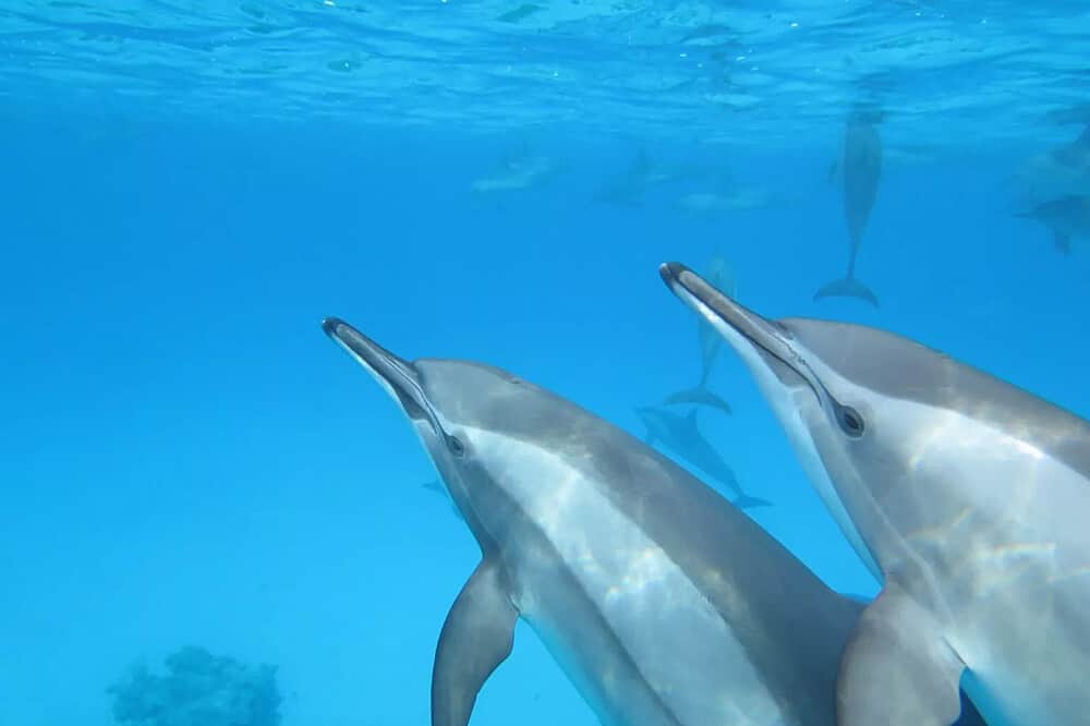 8 Day Yoga and Dolphin Yacht Retreat in Egypt 5