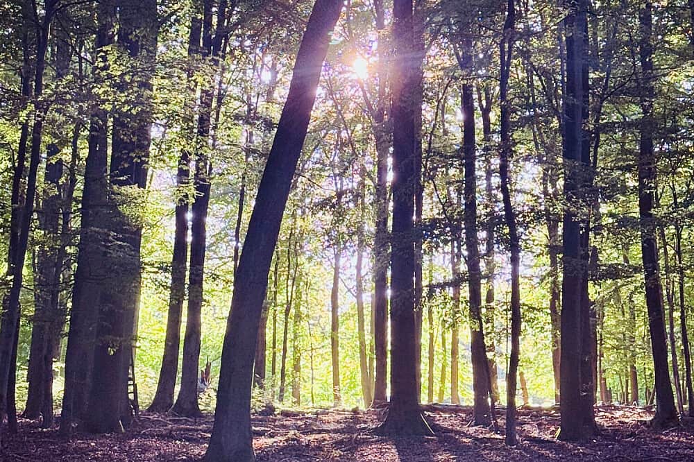 3 Day Advanced Psilocybin Retreat In The Netherlands 7