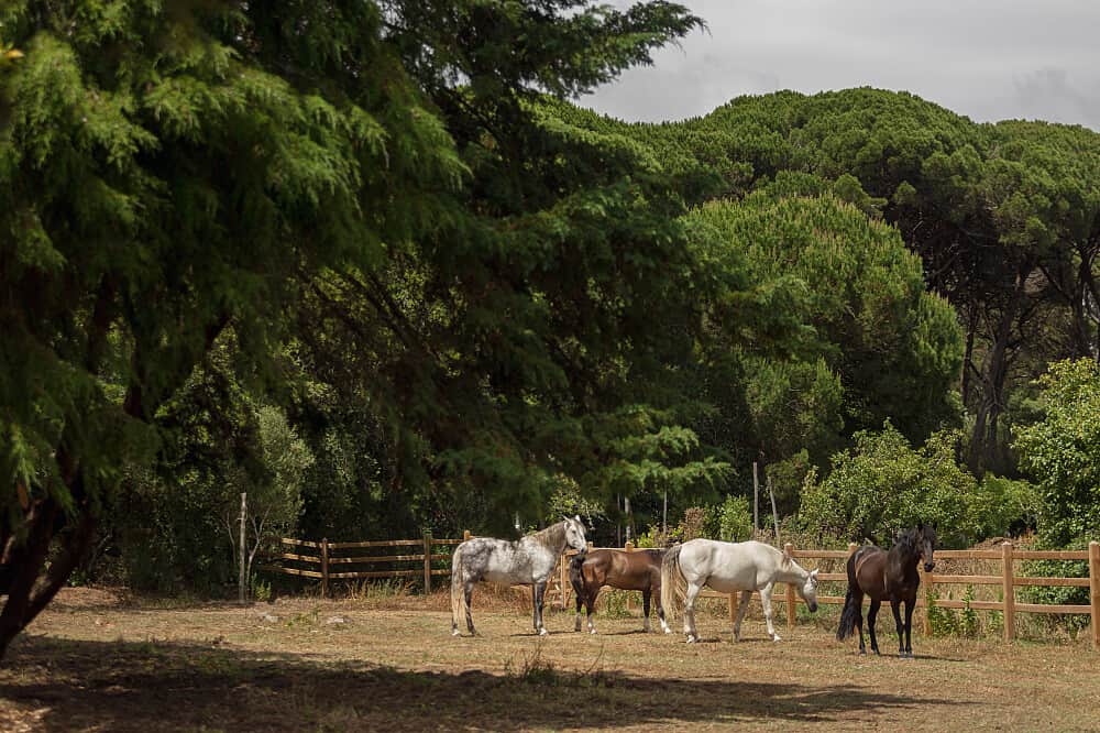 2 Day Equine-Guided Embodiment Retreat in Sintra, Portugal 4