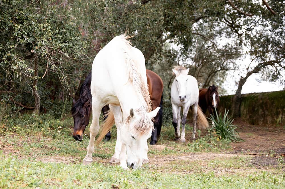 2 Day Equine-Guided Embodiment Retreat in Sintra, Portugal 7