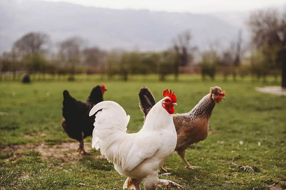 3 Day Flow and Balance Retreat: Wellness Weekend in Wales, UK 4