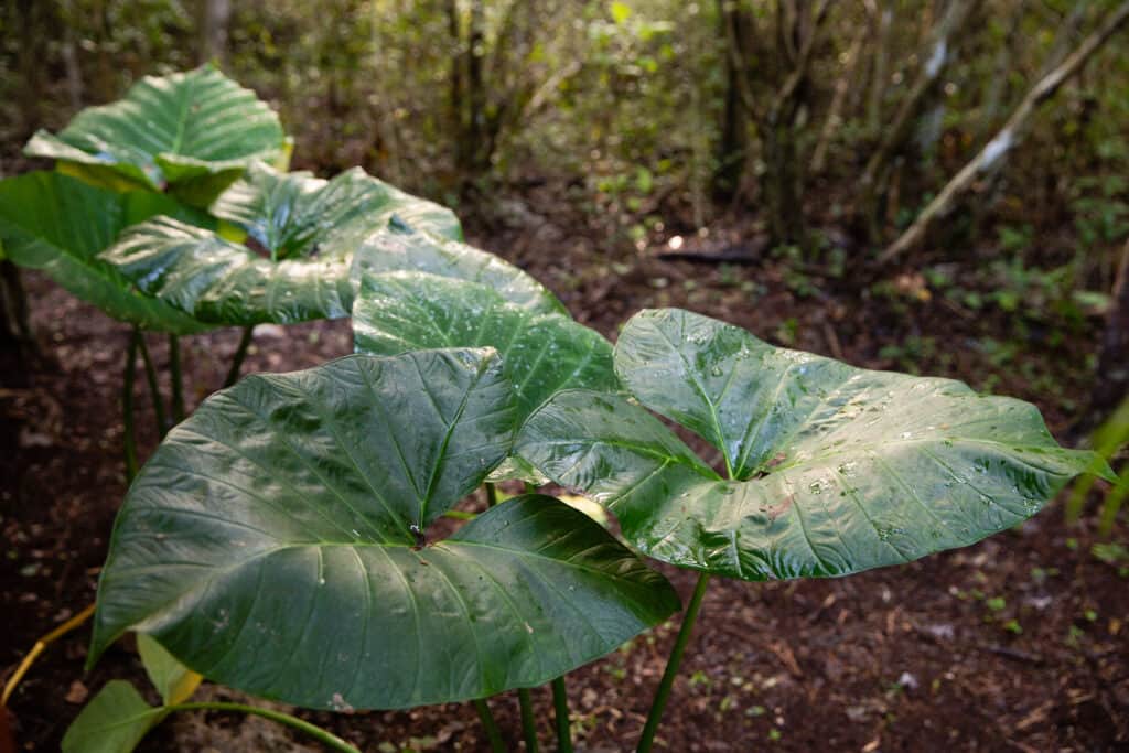 Sagrado Valladolid 2