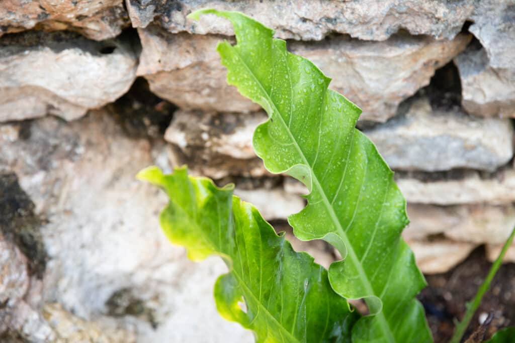 Sagrado Valladolid 3