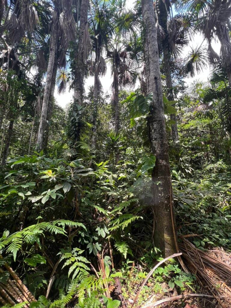 Inca Shipiba Ayahuasca 7