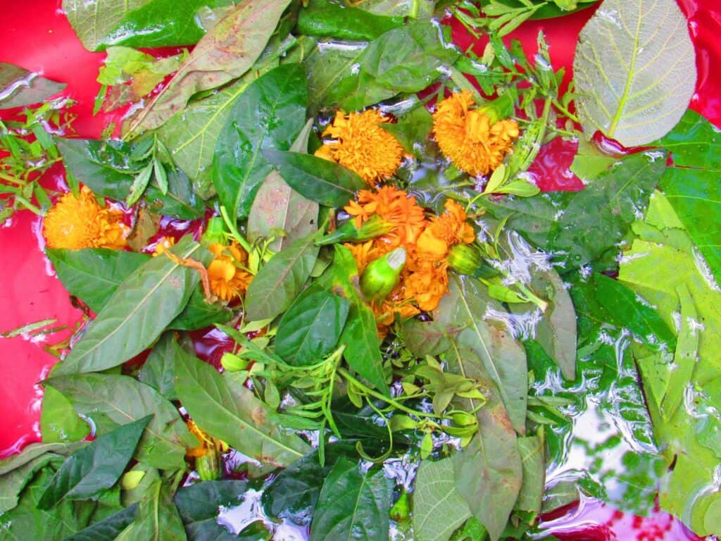 Avatar Ayahuasca Center 4