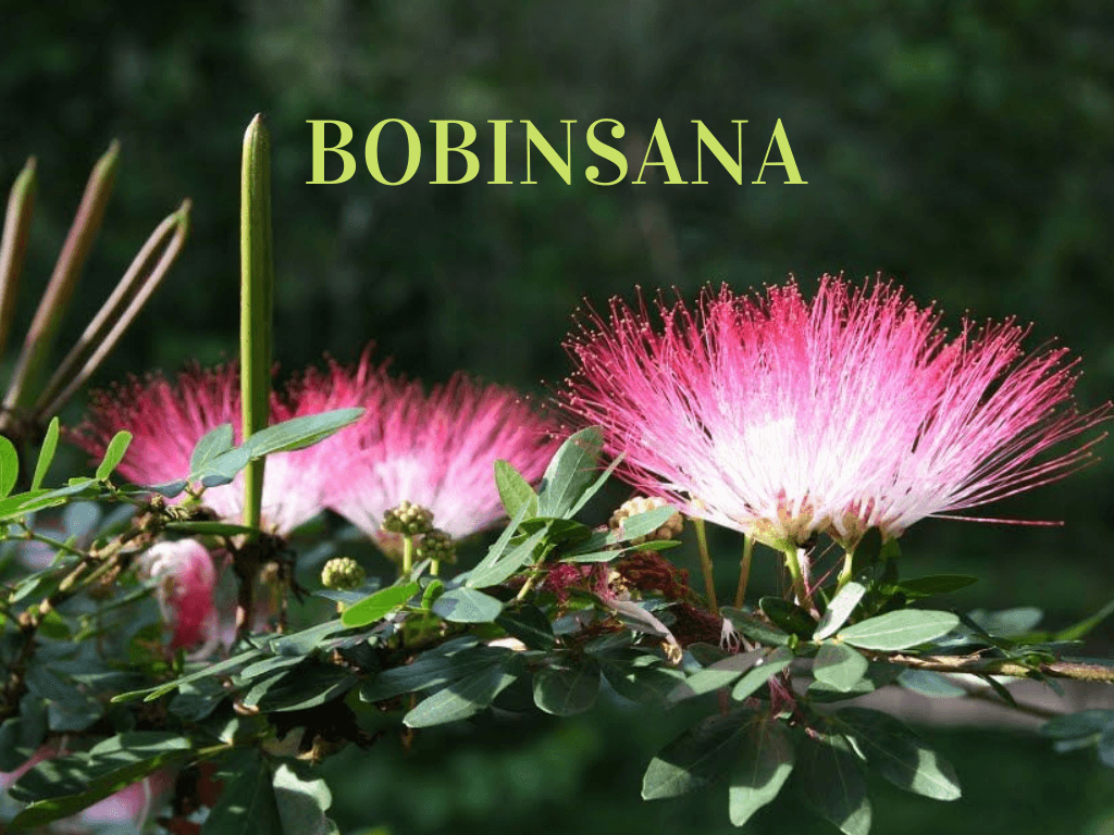 Avatar Ayahuasca Center 6