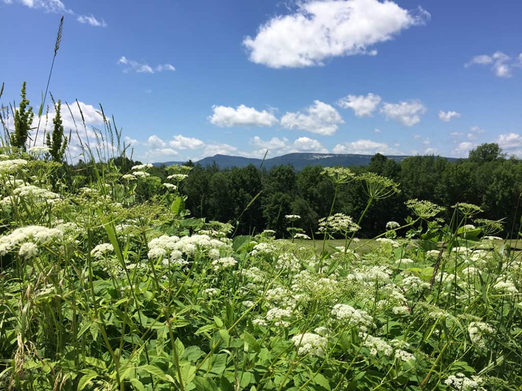 Natural Dharma Fellowship 5