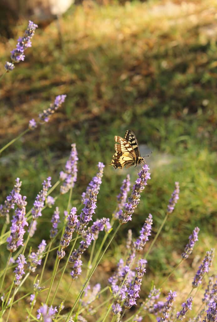 Suncokret Body & Soul Retreat 8